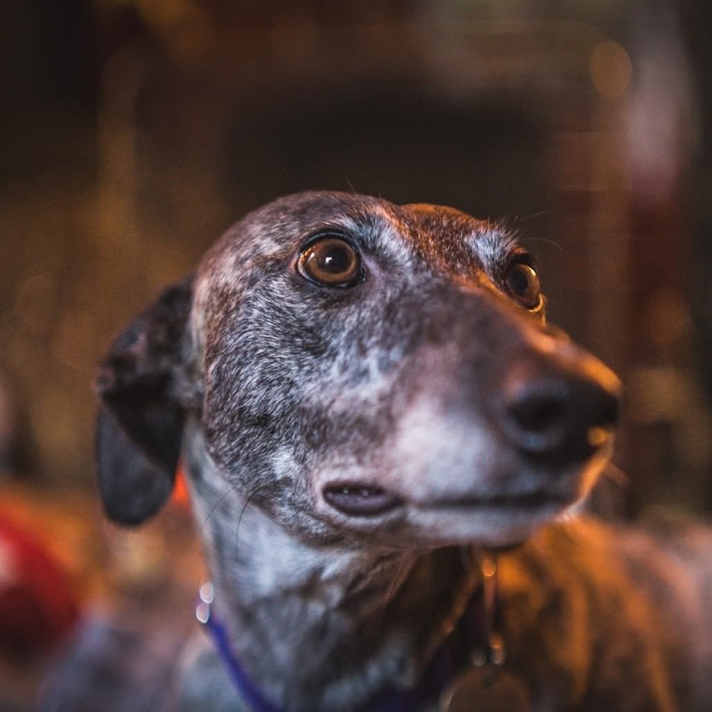 Gorgeous Pepper says hi! 🧡💓
This confident, curious, affectionate little girl has just joined Lurcher SOS and she has already stolen 💕in foster care.
Pepper would love living with an energetic 🐕 pal. 
Apply to adopt Pepper here:
👉 lurchersos.org.uk/dogs-for-adopt…
🐾