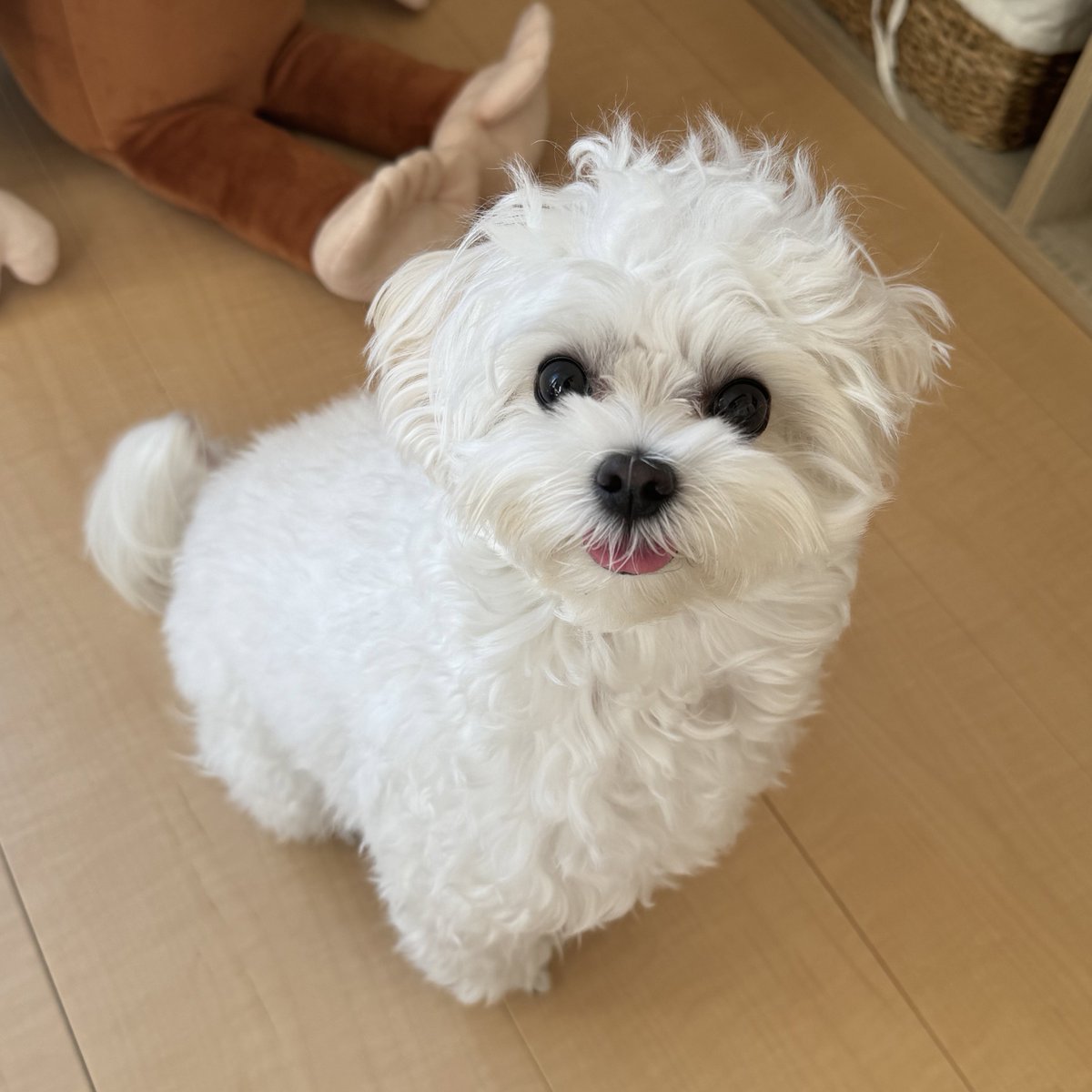 天使のイッヌ🐻‍❄️🪽 (@pure_white_puku) / Posts / X