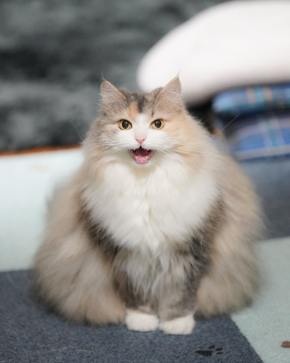 silky0702's tweet image. 鳴けば人間が来ると理解しておる