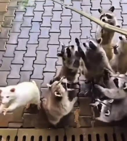 evet evet pengueni düşünüp duruyorum ben de