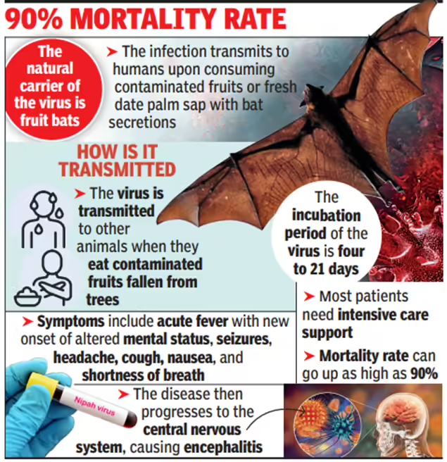 🚨 A deadly Nipah virus outbreak is unfolding in West Bengal, India, with five confirmed cases, including doctors and nurses. 

The virus, carried by fruit bats, can spread from animals to humans and between people, causing severe respiratory illness and brain inflammation.