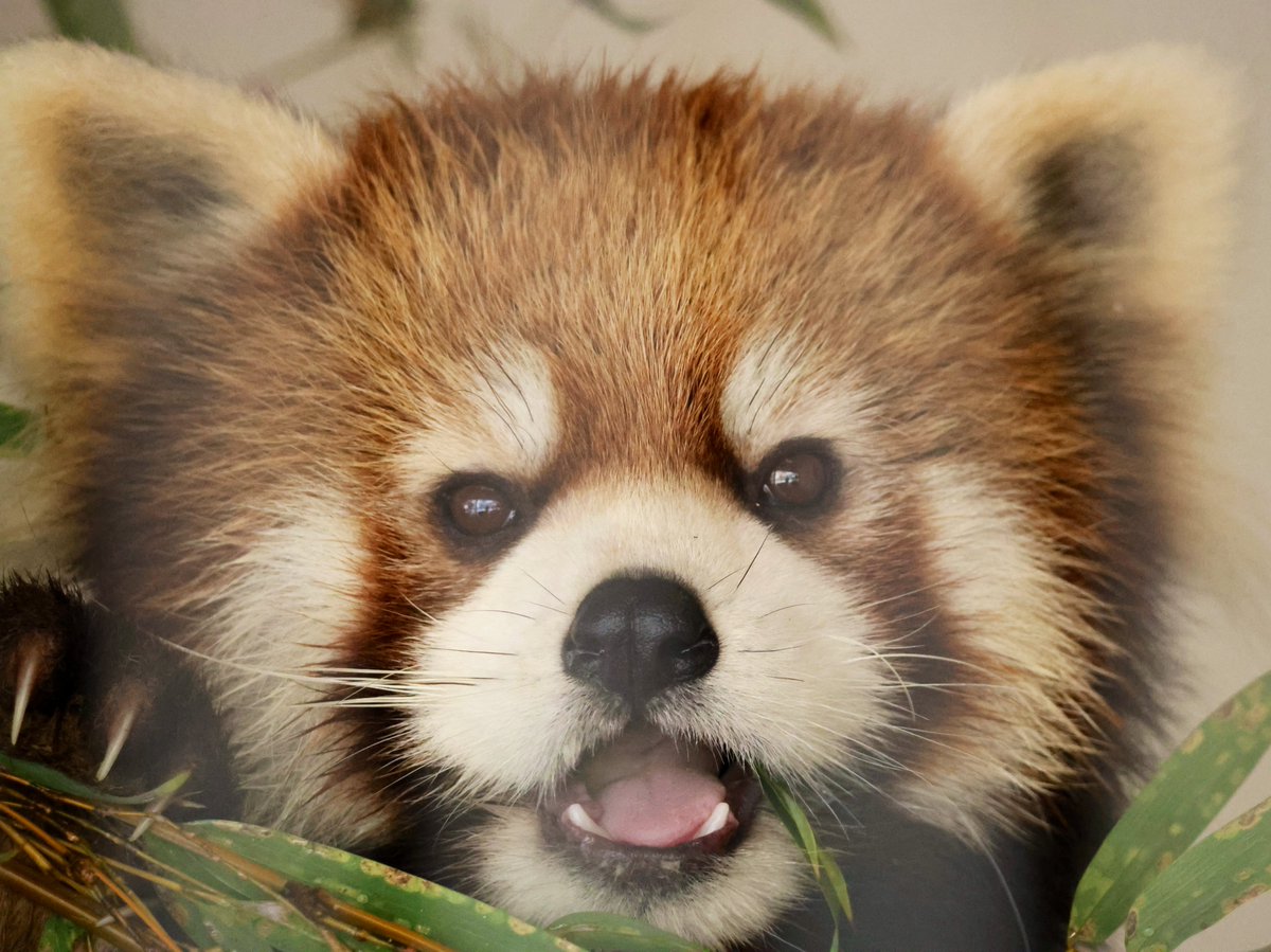 あんここ tweet media