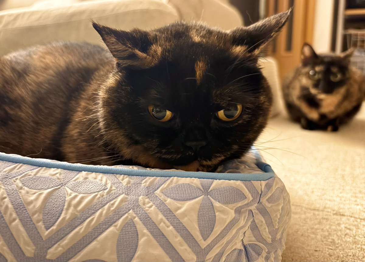 さびニャンズ (@sabinekonyans) / Posts / X