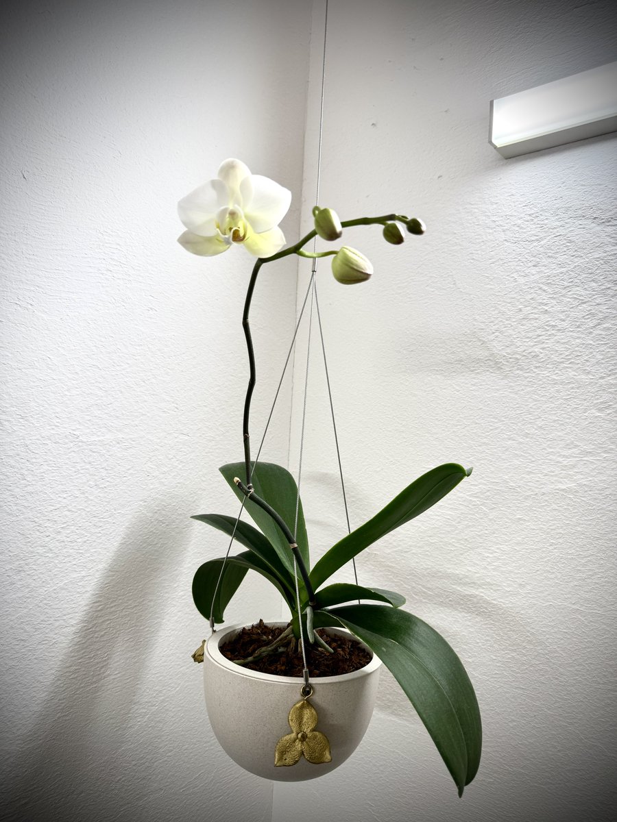 胡蝶蘭咲き申した