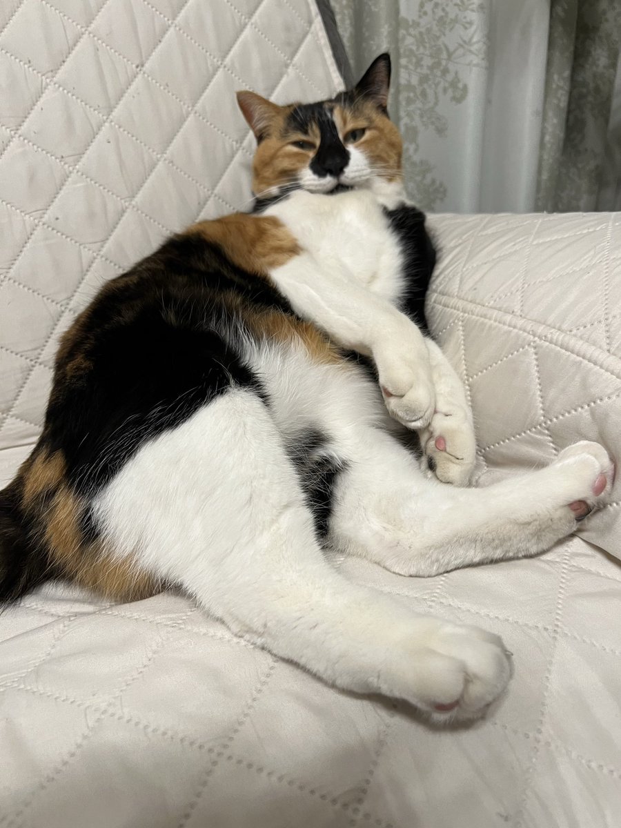 三毛猫はなこ (@hanako20180721) / Posts / X