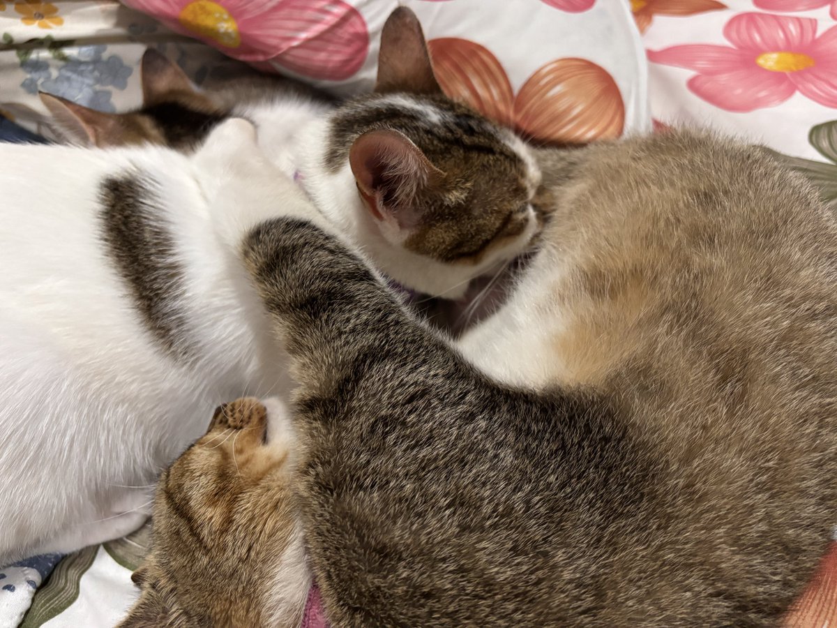 Cimoy🦭 tweet media