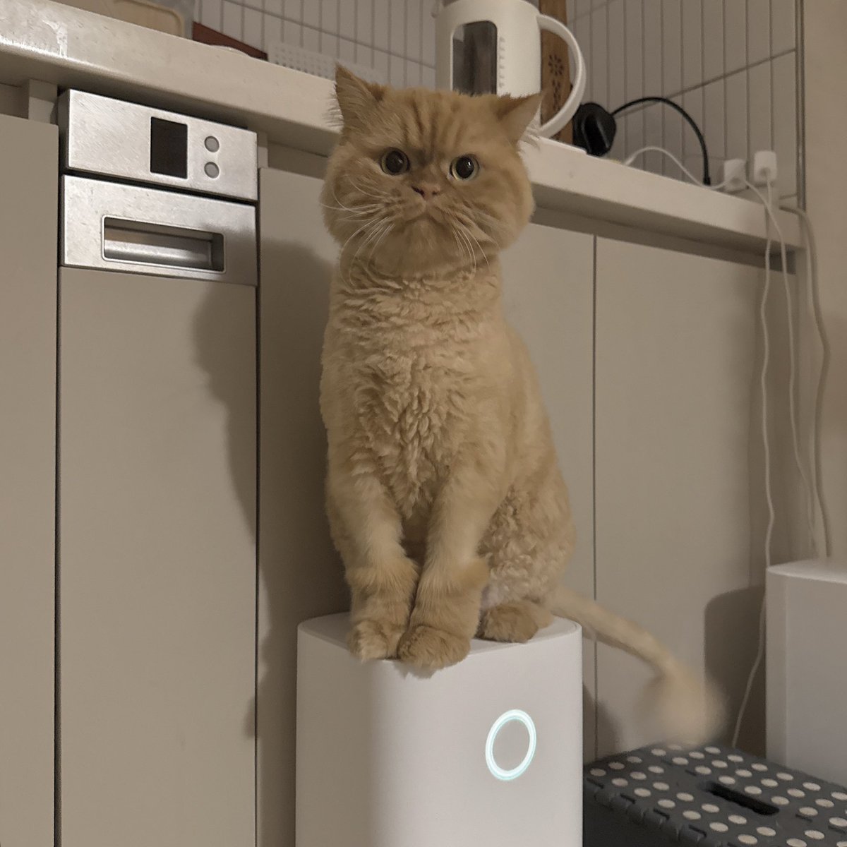 사료급여량이 적다고 시위하는 모습이다 
(자동급식기 위에서)