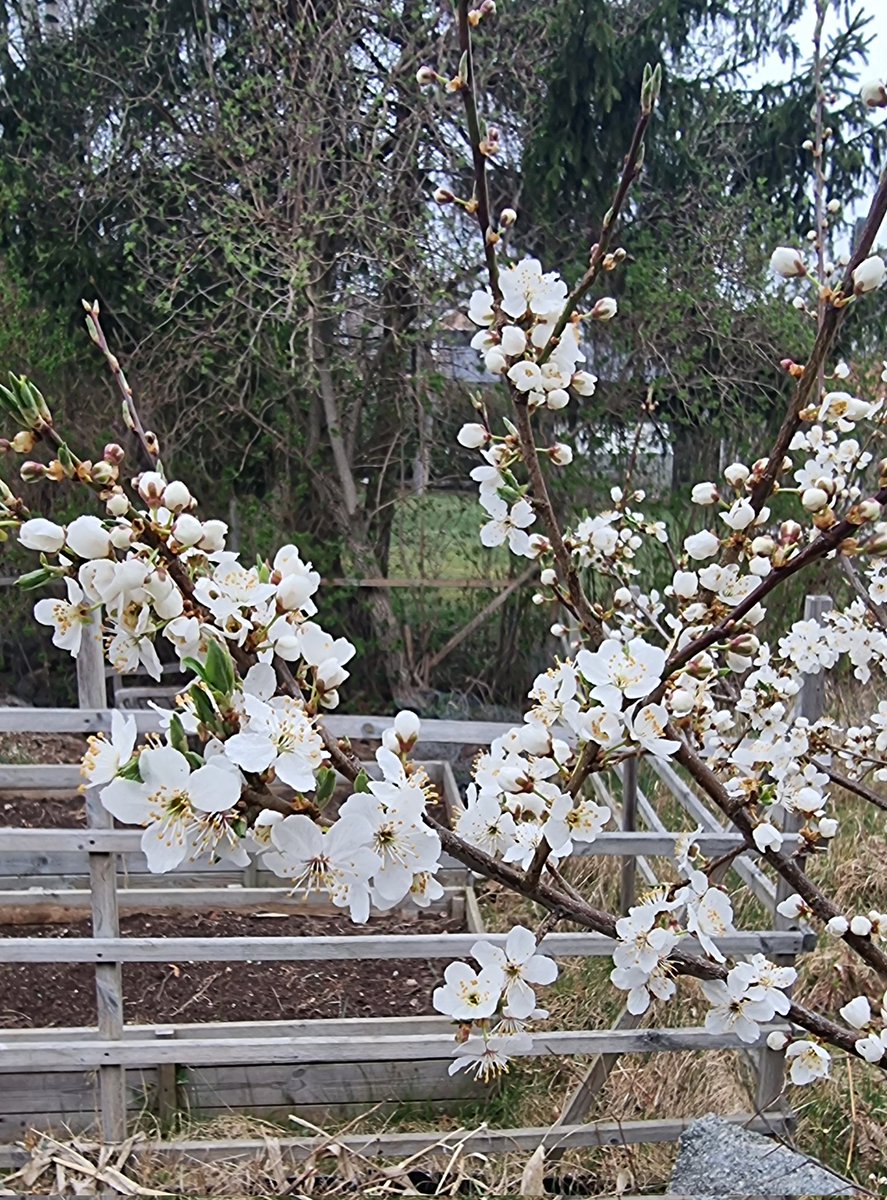 Längtar till våren
