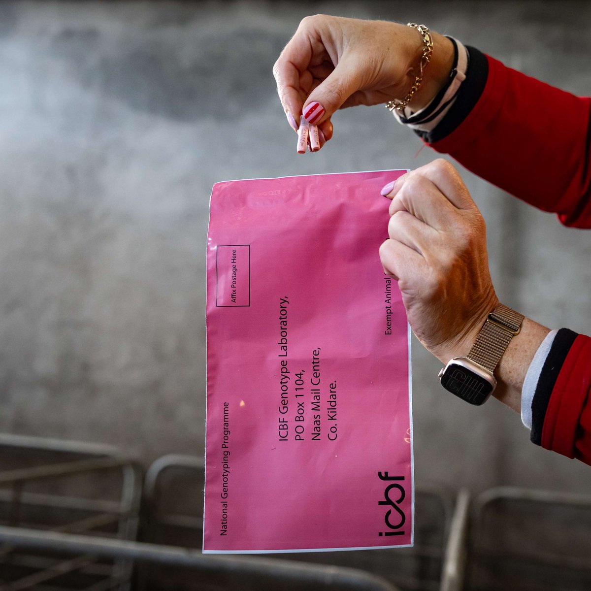 Cormac Tagging 🐄🐏 🏷 tweet media