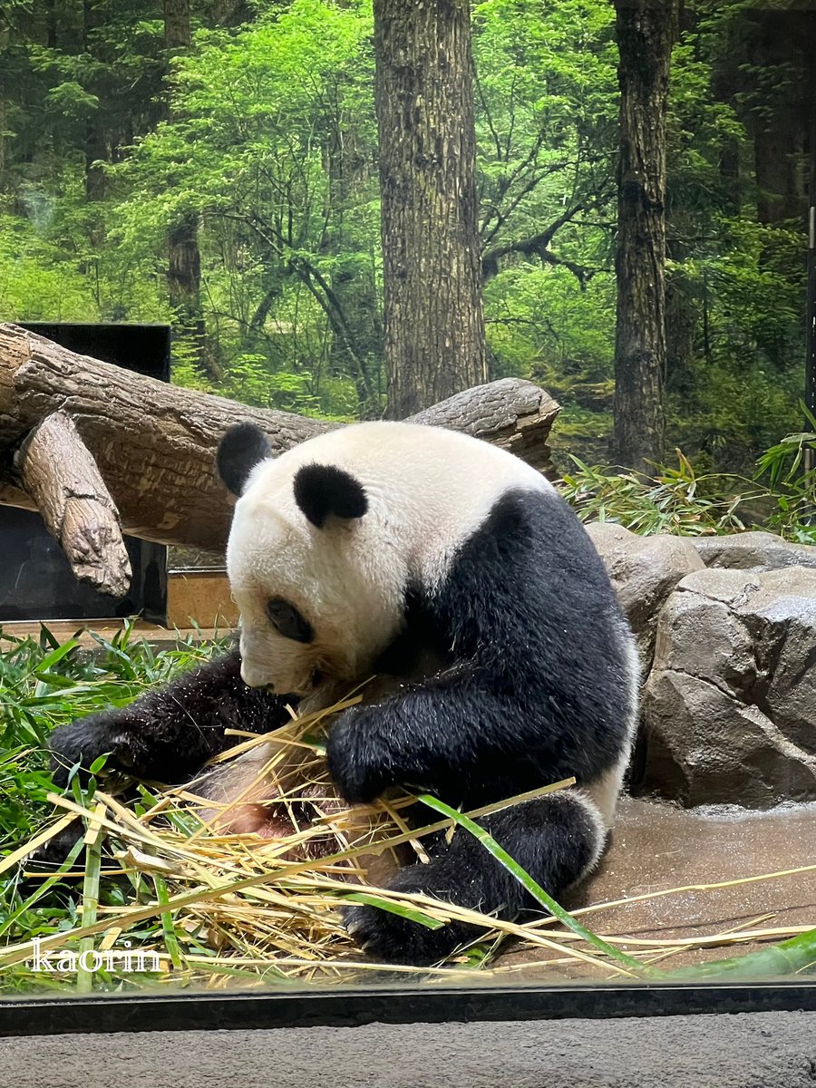 ❤️パンダ❤️ UKz7hVtheb1e9Mf リリーさんこんばんは パンダ可愛かったです