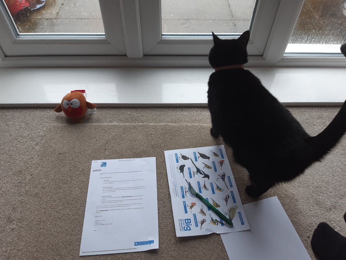 LanguagesCat's tweet image. Languages Cat's German Bird Idiom Of The Day: 
Sie hat einen Vogel (She has a bird) = She is crazy.