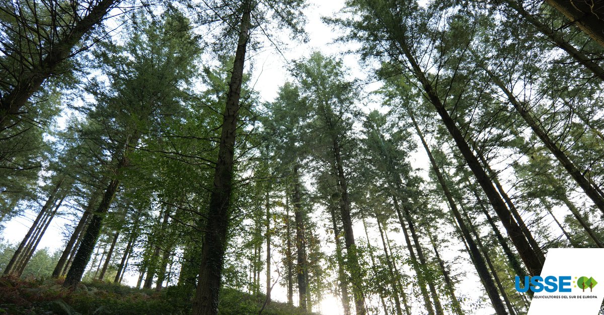 USSE_Forest's tweet photo. ✍️ Revisión de la estrategia forestal de la UE 2030: una oportunidad para reequilibrar, aterrizar y reforzar la resiliencia desde el terreno. Análisis de la #USSE.
🔗 https://t.co/UzaFGlSzhT https://t.co/JuoXgyE7Xl