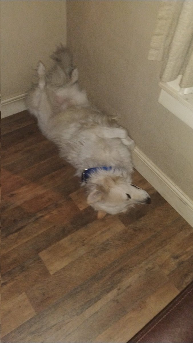 How's my dog Kyro sleep like this
