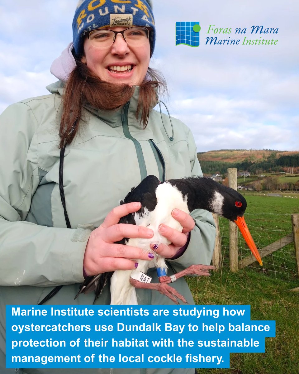 Marine Institute tweet media