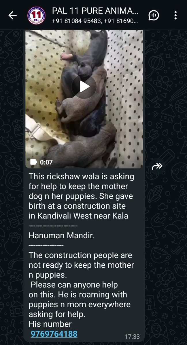 PriyankaTh95's tweet image. ABC  Rickshaw

Puppies born inside a rickshaw… in Mumbai And how planning to dump in construction site
This is what happens when ABC is missing on the ground.
Where is Animal Birth Control Where is accountability
#Mumbai #StrayDogs #ABCProgram @mybmc @VijayGoelBJP #PublicSafety