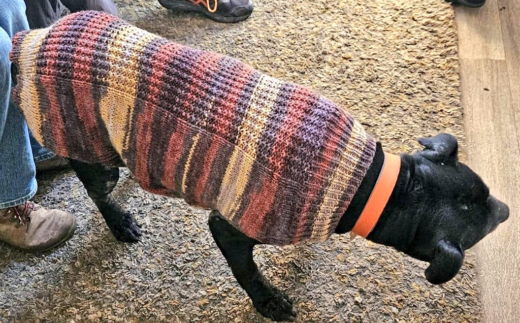SeniorStaffy's tweet photo. Good afternoon Staffy Lovers!
One of our lovely and very talented supporters, Barbara Tandy, has very kindly knitted our Sir Thomas his very own unique woolly jumper. We couldn't wait to share these photos with you, how fabulous does he look!? Perfect fit and sooo snuggly too! ❤️ https://t.co/mUhJ7D2hoM