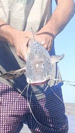 el otro dia saque una patí safdie