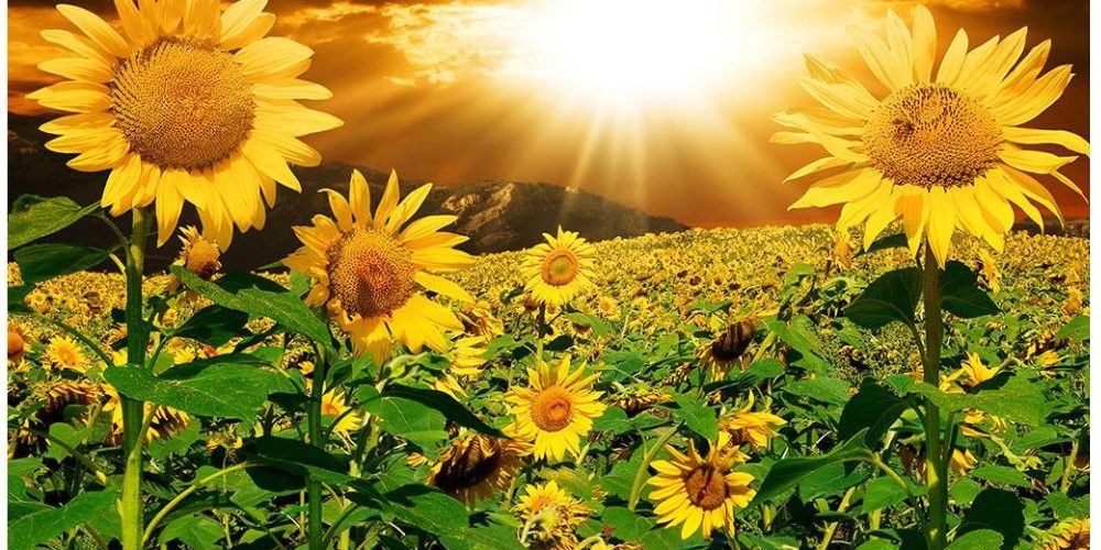 RevForExport's tweet image. Otro éxito del girasol: fue la cadena agroindustrial de mayor crecimiento exportador en 2025. - tinyurl.com/2yepw36z