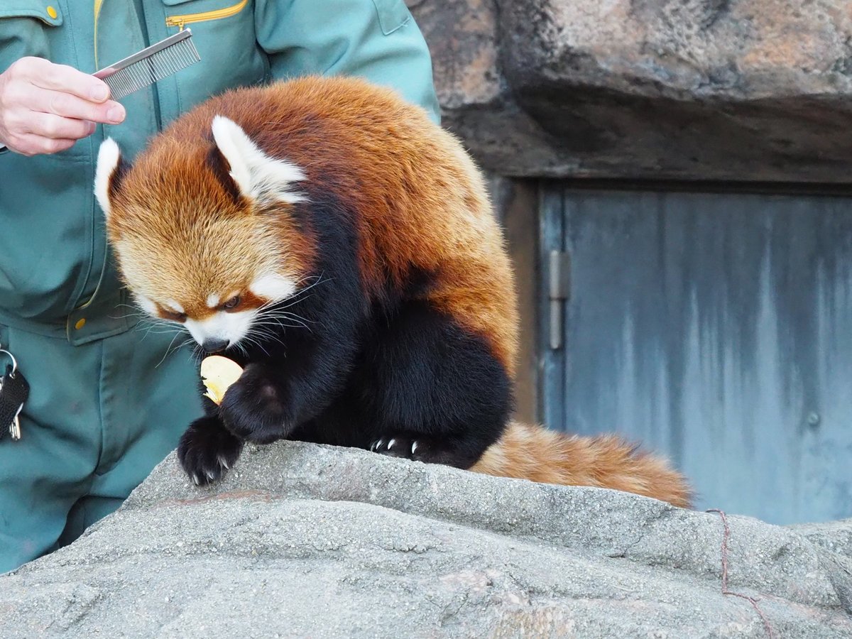 やっぱり リンゴ隠し持ってたか これこれ リンゴ最高やな #王子動物園