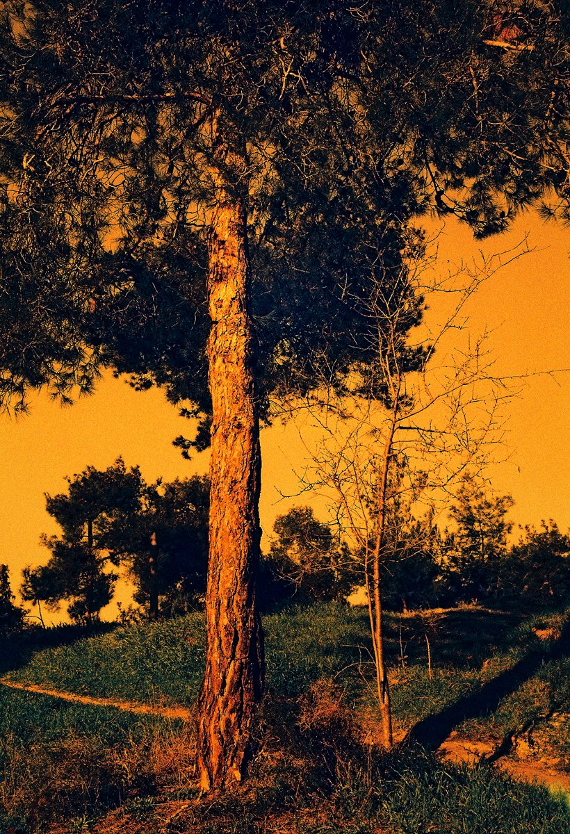 StelThIak's tweet photo. #περιαστικόδάσος #Θεσσαλονίκη
#suburbanforest #Thessaloniki
#πεύκο #pine #ΣέιχΣου
#forestscape #treeportrait
#chemicalphotography
aka #analogphotography
#colorphotography
#colourphotography
emulsion towards pressure plate
#C41 #redscale #35mm #slr
📷ΣΔ [2026] https://t.co/1G5cdenB3a
