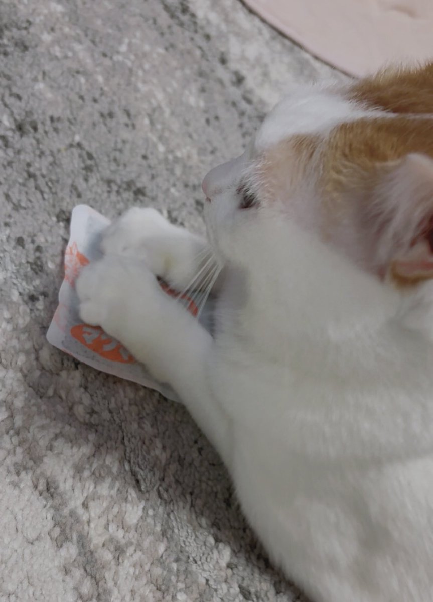 寒いのでホッカイロを貸してあげたら、大切そうにちゃんと肉球を温めてるの、可愛すぎる