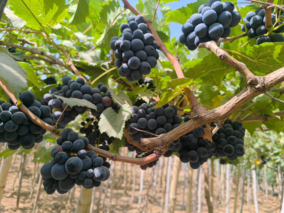 Al Zira'a Tech LTD tweet media