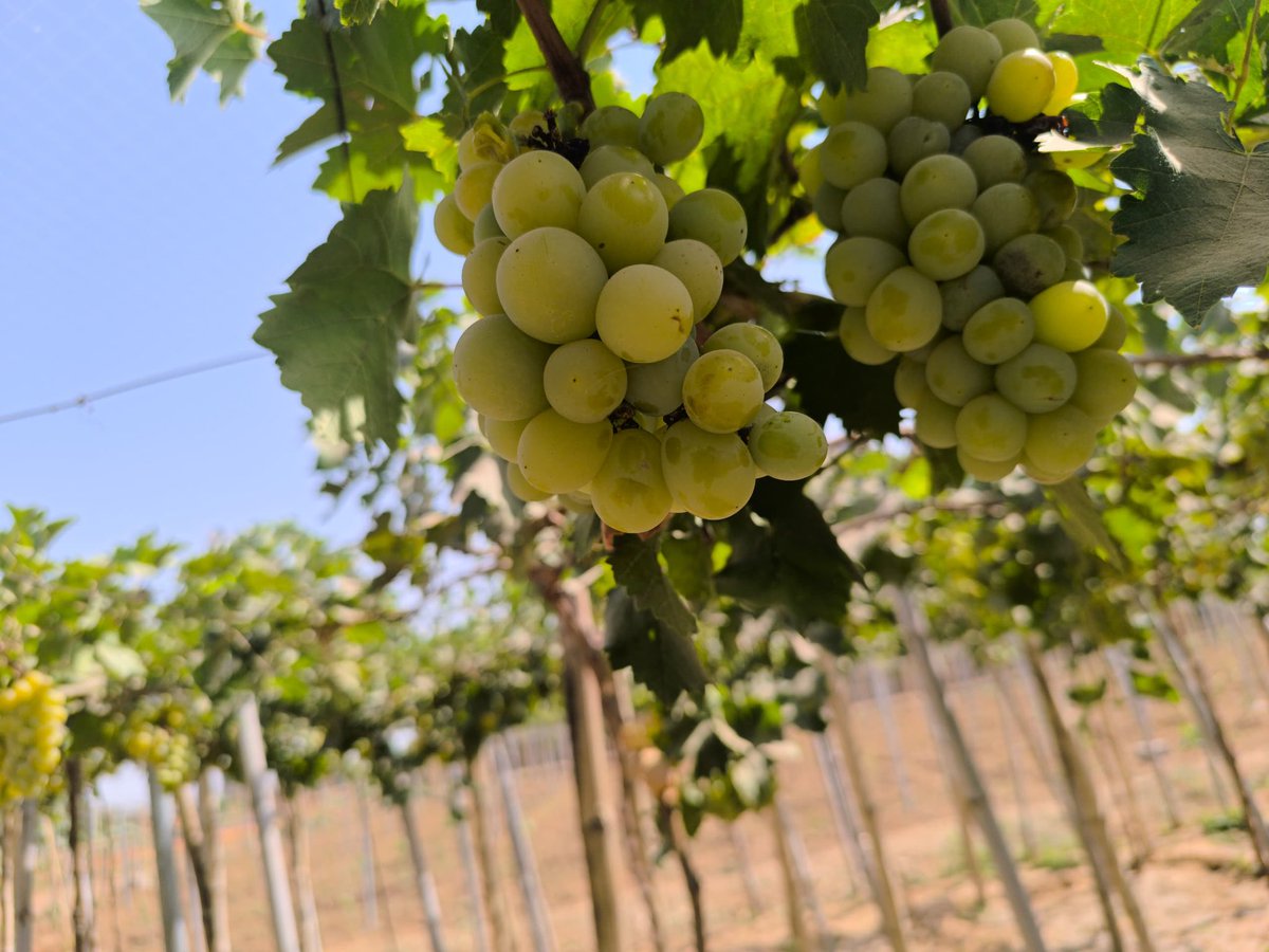 Al Zira'a Tech LTD tweet media