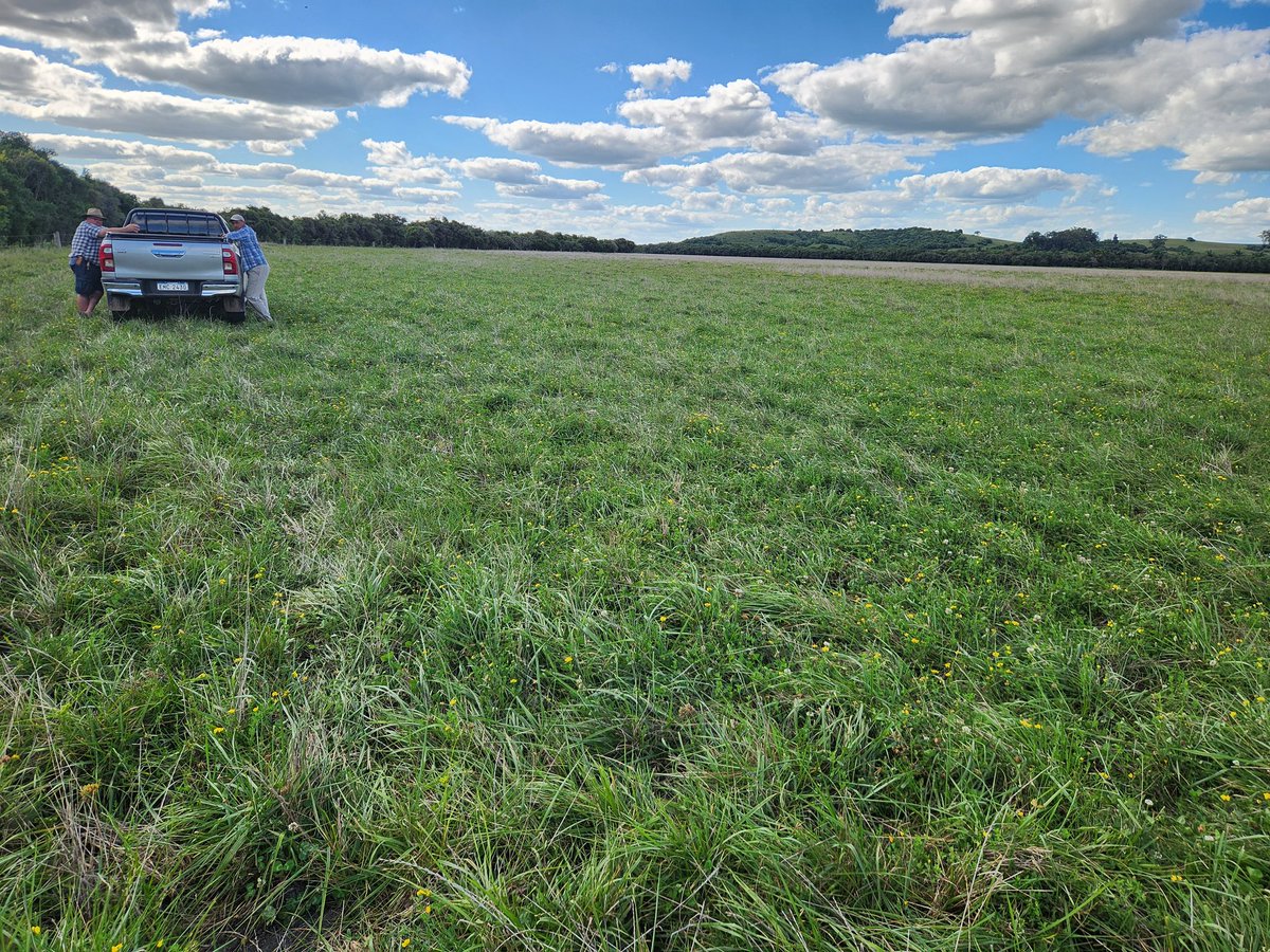 SerkanSemillas's tweet image. Engordando en verano sobre una preciosa pradera base festuca APRILIA + Tr. Blanco Sulky + Lotus San Gabriel sembrada por avión sobre soja en pie antes caiga hoja en un bajo Est. La Matrera Cerro Largo.

"habíamos dejado de sembrar festucas porque no engordaban pero esta sí…