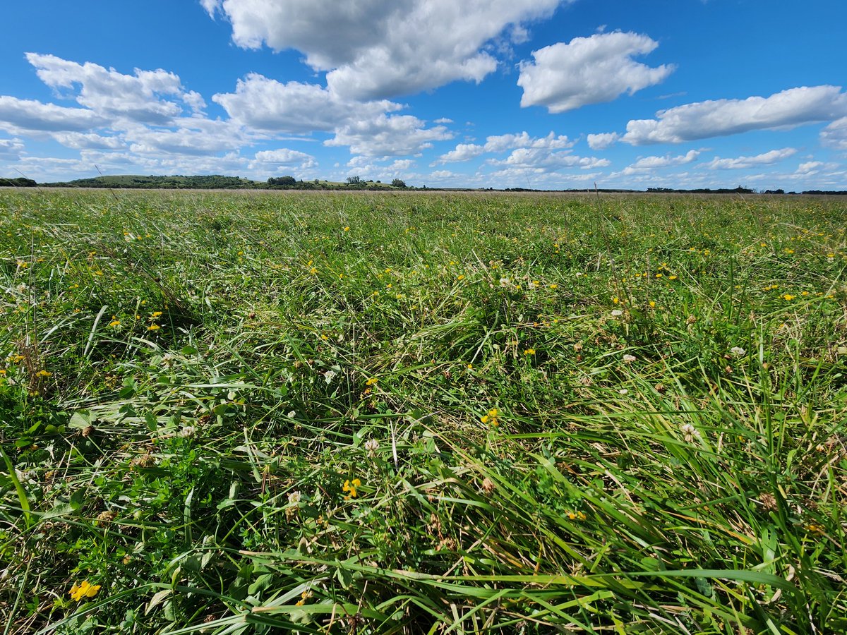 SerkanSemillas's tweet image. Engordando en verano sobre una preciosa pradera base festuca APRILIA + Tr. Blanco Sulky + Lotus San Gabriel sembrada por avión sobre soja en pie antes caiga hoja en un bajo Est. La Matrera Cerro Largo.

"habíamos dejado de sembrar festucas porque no engordaban pero esta sí…