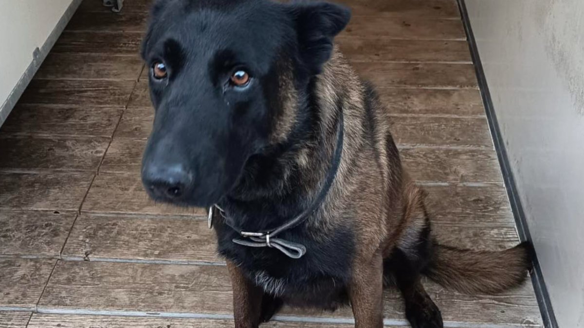 🐶Le chien #Dino de la <a href="/PoliceNat57/">Police nationale 57</a> est décédé d'une crise cardiaque en marge des affrontements de supporters durant le match FC Metz - Olympique Lyonnais hier soir.

Pensées, soutien et solidarité à la brigade cyno de #Metz. Je milite pour une augmentation des effectifs canins