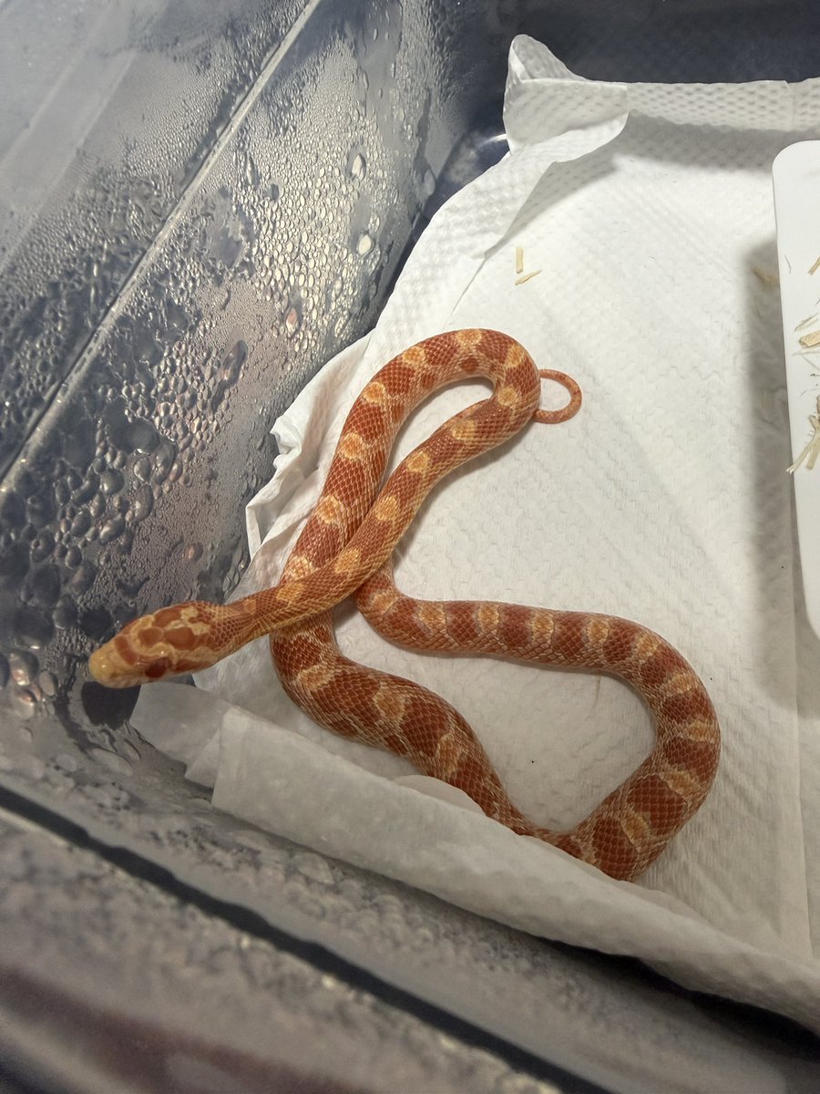 クワガタとコーンスネークお迎えしちゃった…！