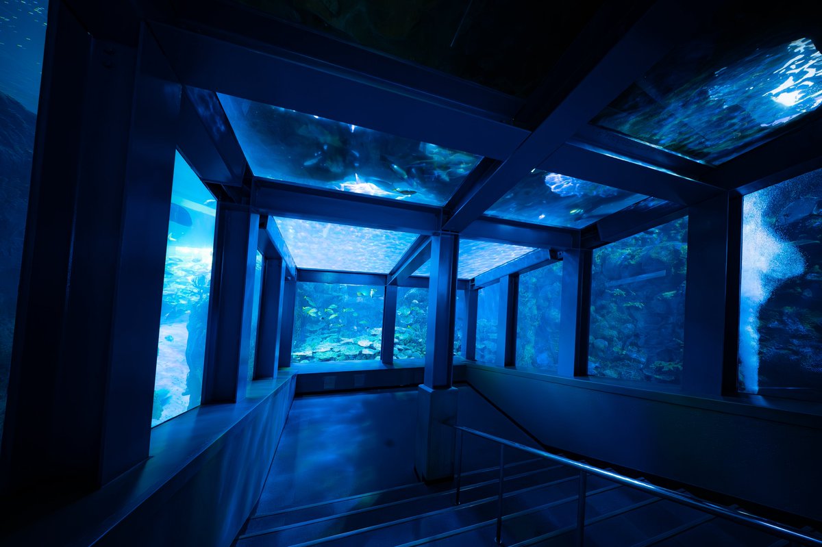 Tapirium's tweet photo. 三重県には階段を降りただけで海の中に潜れる水族館があるんです。 https://t.co/Tm7RYZtMjM