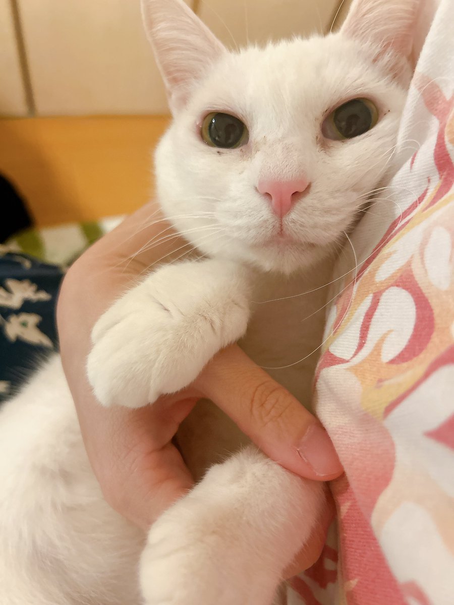 なぬんこ (@neco_chan_666) / Posts / X