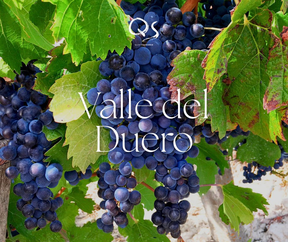 BODEGAS TERRAS GAUDA tweet media