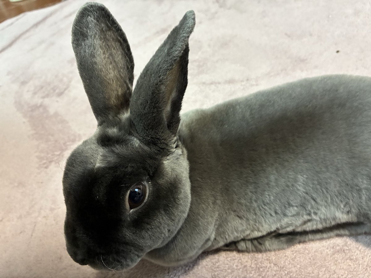 こんなに逞しいウサギさん初めて見た… なんていうか…つよい…！