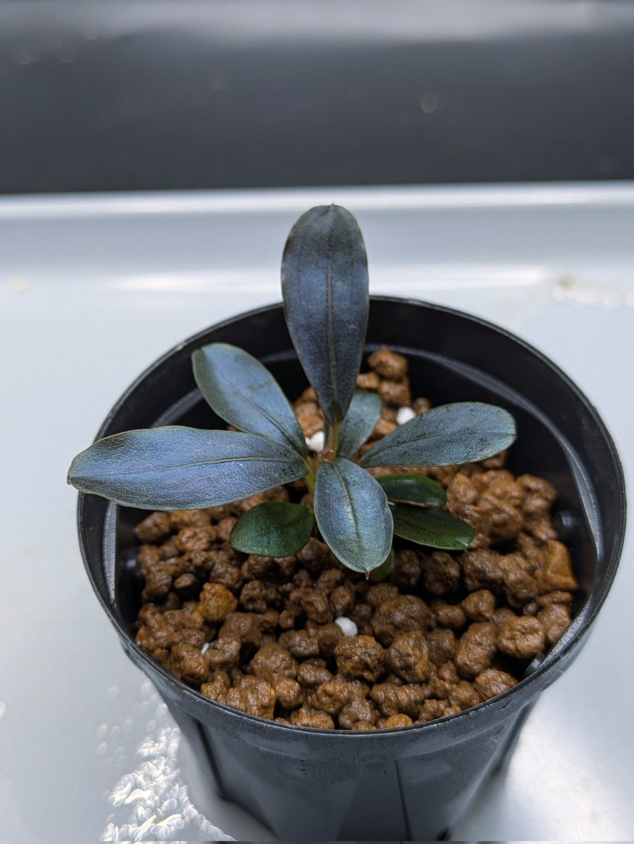 Kei@ (@keiponaQua) / Posts / X