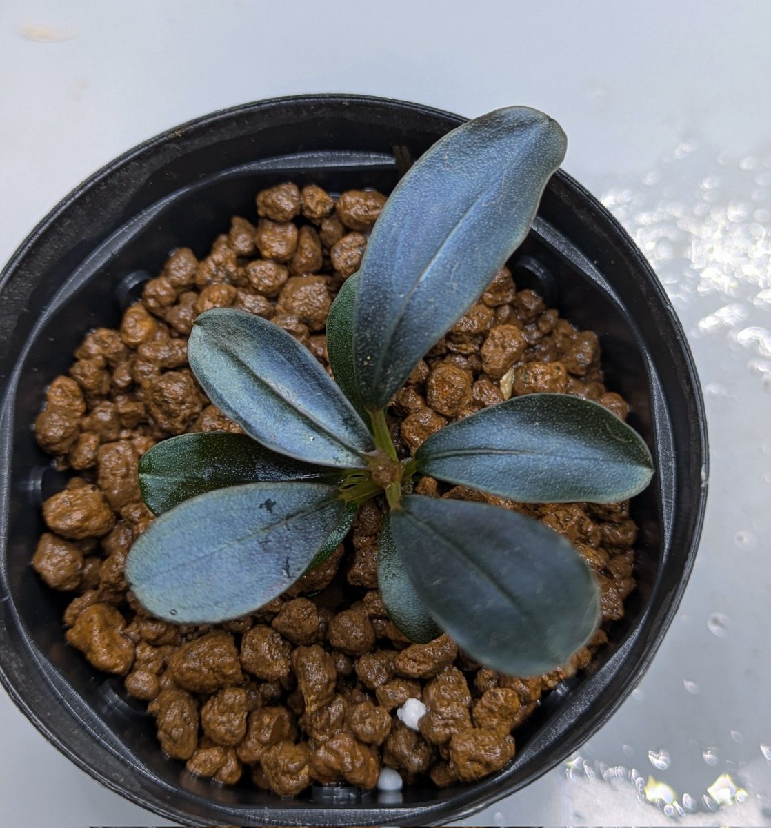 Kei@ (@keiponaQua) / Posts / X