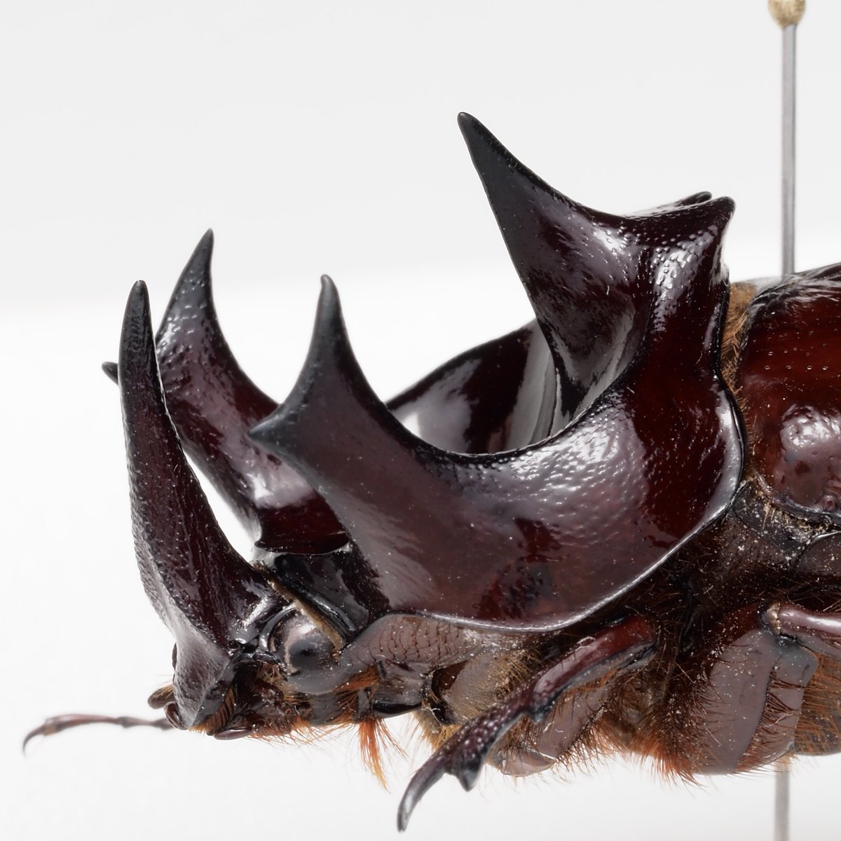 幻のカブトムシの称されるインドネシアのゴカクサイカブトの仲間、ディペリクス ゲリオン (Dipelicus geryon)を出しました。 今週 ...