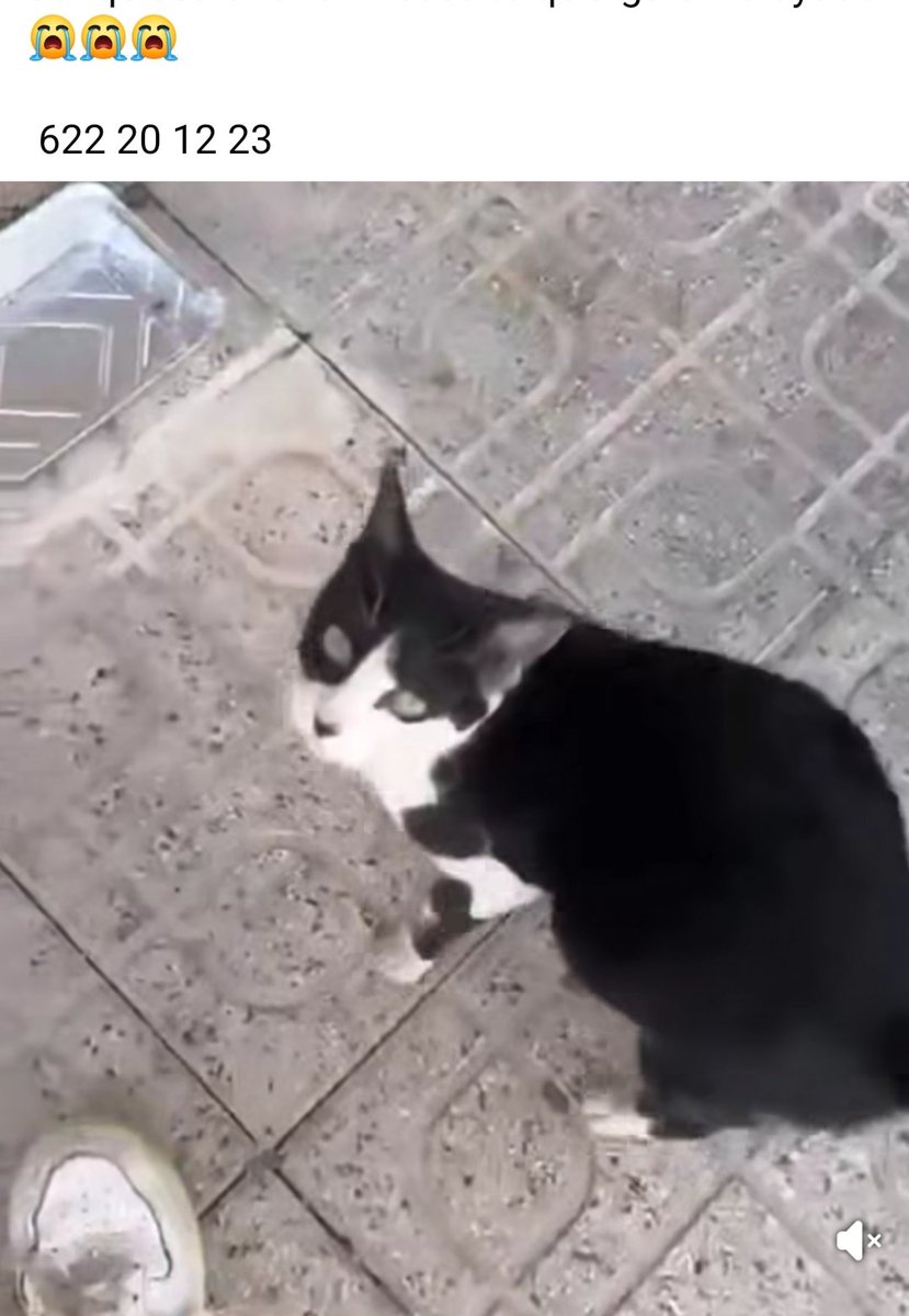 María Viñuela del Jeso tweet media