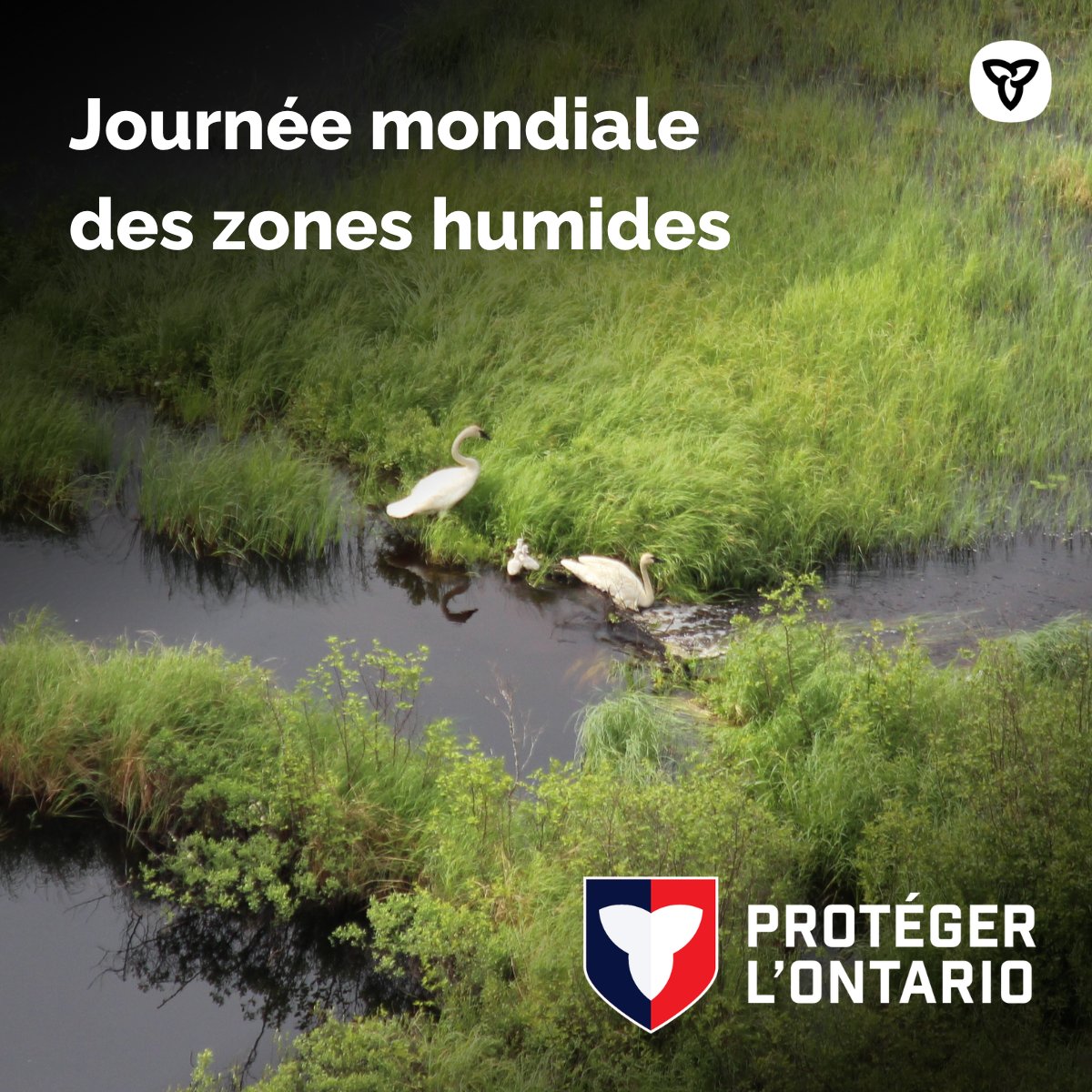 C'est la journée mondiale des zones humides. SVQ celles-ci nous aident naturellement à prévenir et combattre les feux de forêt? Elles créent aussi des habitats sains pour plusieurs espèces de plantes &amp; d'animaux. Lorsqu'elles sont détruites, les risques liés aux feux augmentent.