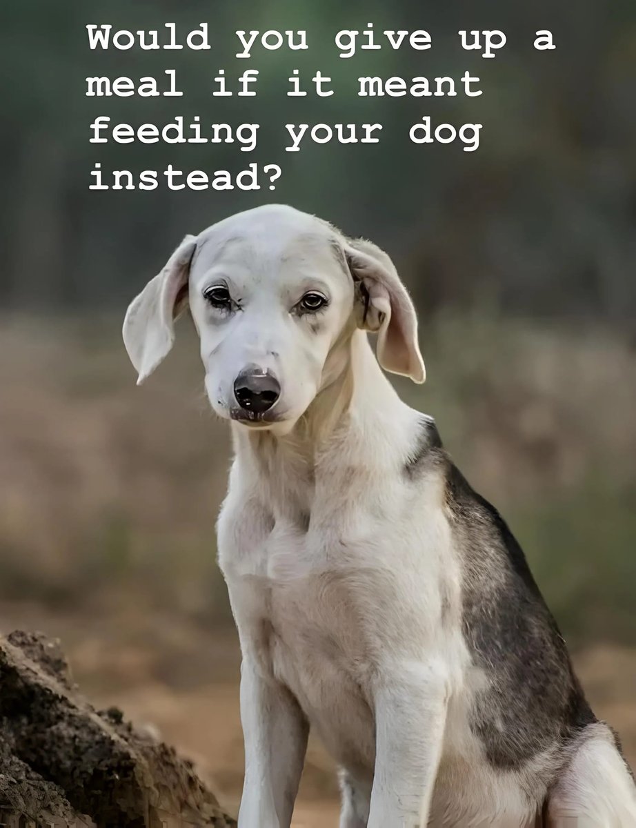 Beyond The Leash tweet media