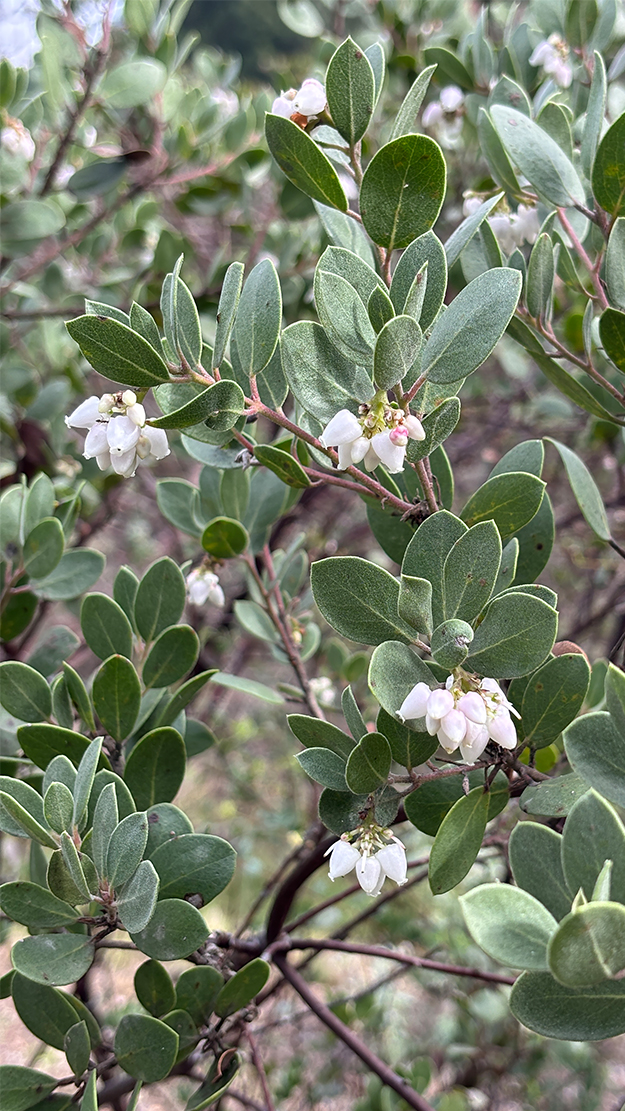 Take a walk through the Garden's California Collection. Coast silk-tassel (Garrya elliptica) located just inside the entrance to the Redwood Grove and manzanita in full bloom!  #plantconservation #californianativeplants
botanicalgarden.berkeley.edu/collections/ca…