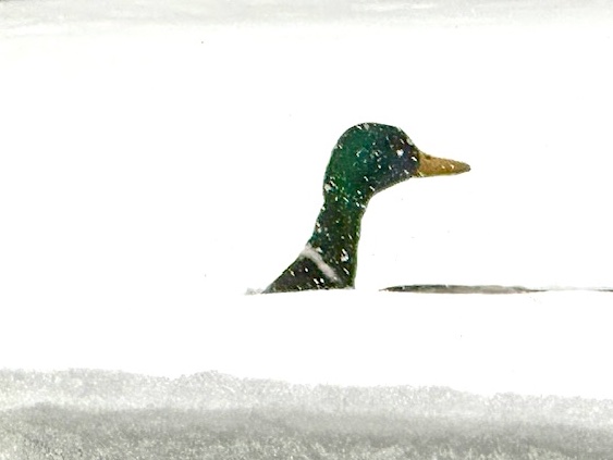Duck in 16" Patio Snow - Ohio