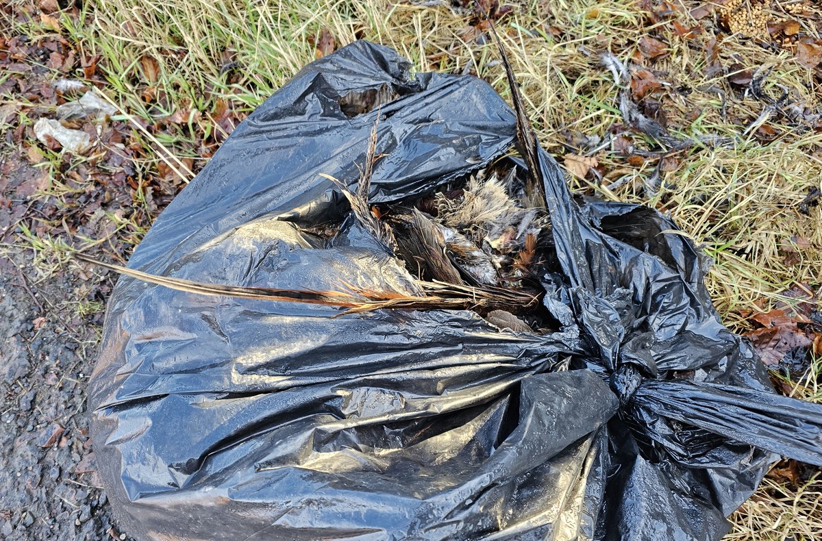 Seven sacks of dead Pheasants dumped by side of road in S Lanarkshire.

Dodgy ethics aside, no need to worry about the mandatory biosecurity measures that everyone, including gamebird shoot managers, are supposed to comply with, eh? #AvianFlu

New blog ⬇️

raptorpersecutionuk.org/2026/01/26/sev…