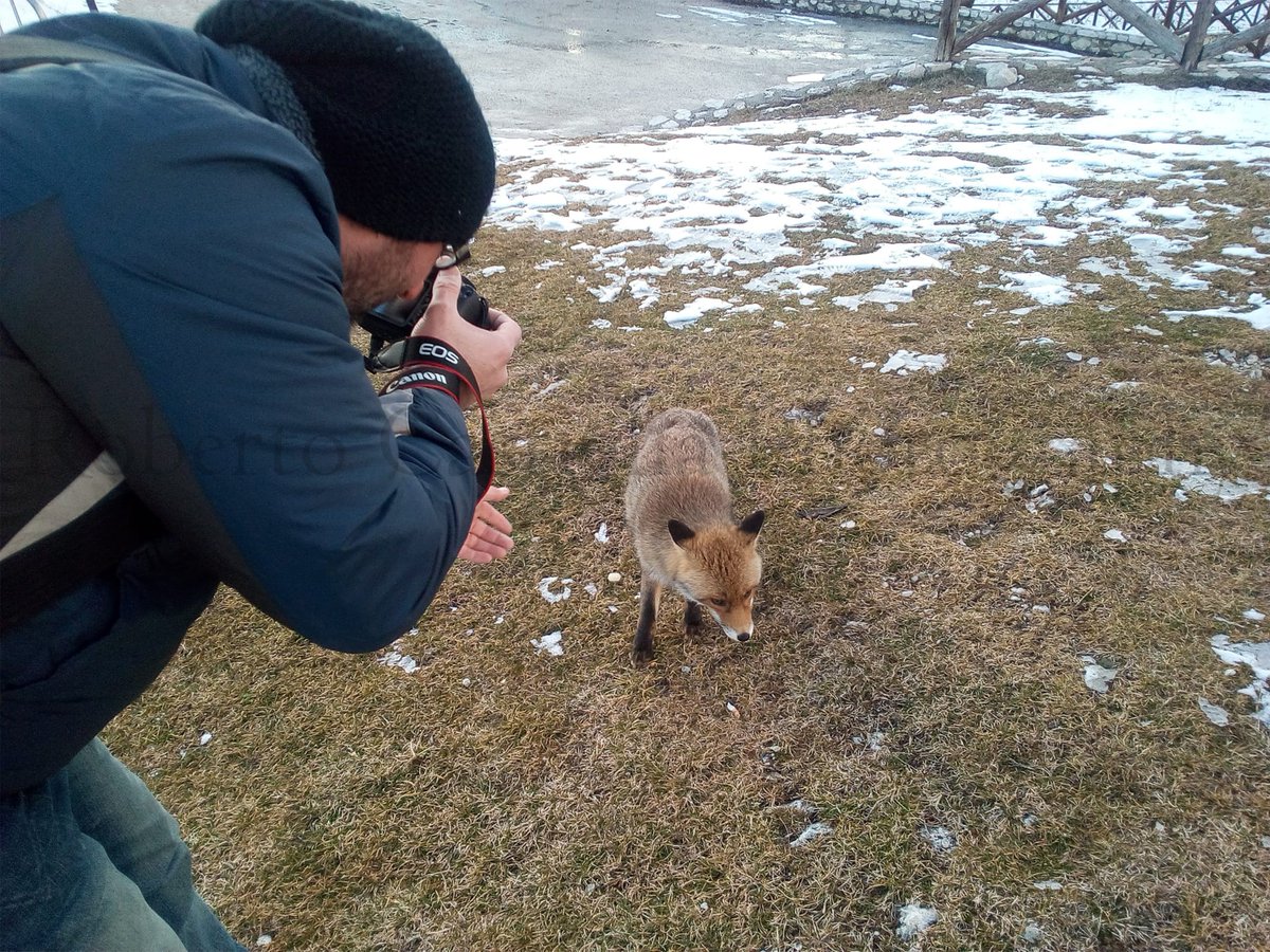 rocaphotography's tweet photo. Incontro ravvicinato.
:)
Da qualche parte a Campo Imperatore.
Abruzzo - Italy.
#CampoImperatore #gransassoditalia #nature #photography #photooftheday #picoftheday #fotografia #fox #volpe #robertocastigliaphotography https://t.co/VnK6SVCJKH