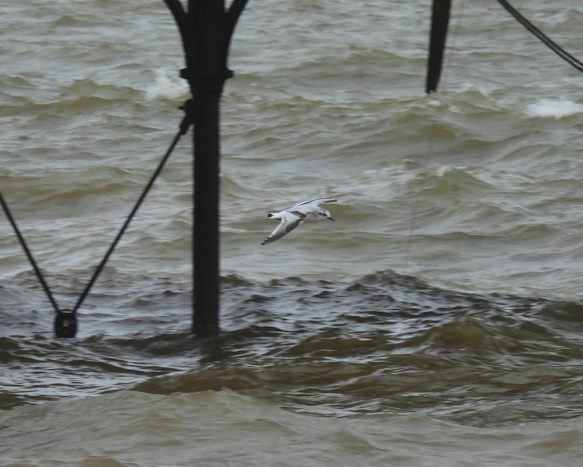 Dave Boult tweet media