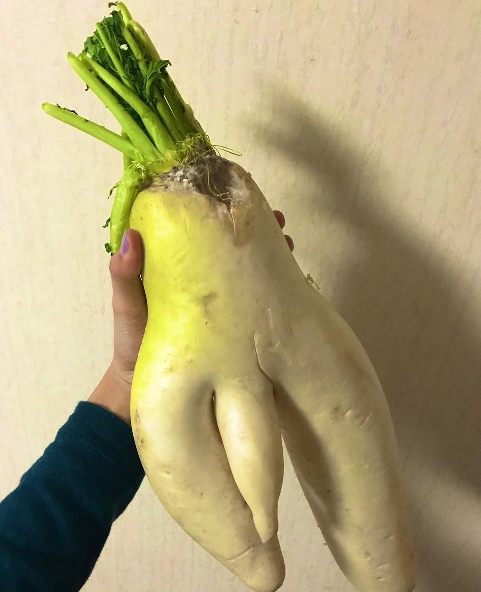 nyanopuri's tweet photo. @JamesJarvi66800 うちの大根の方が大きい https://t.co/cdVAFOEWBN