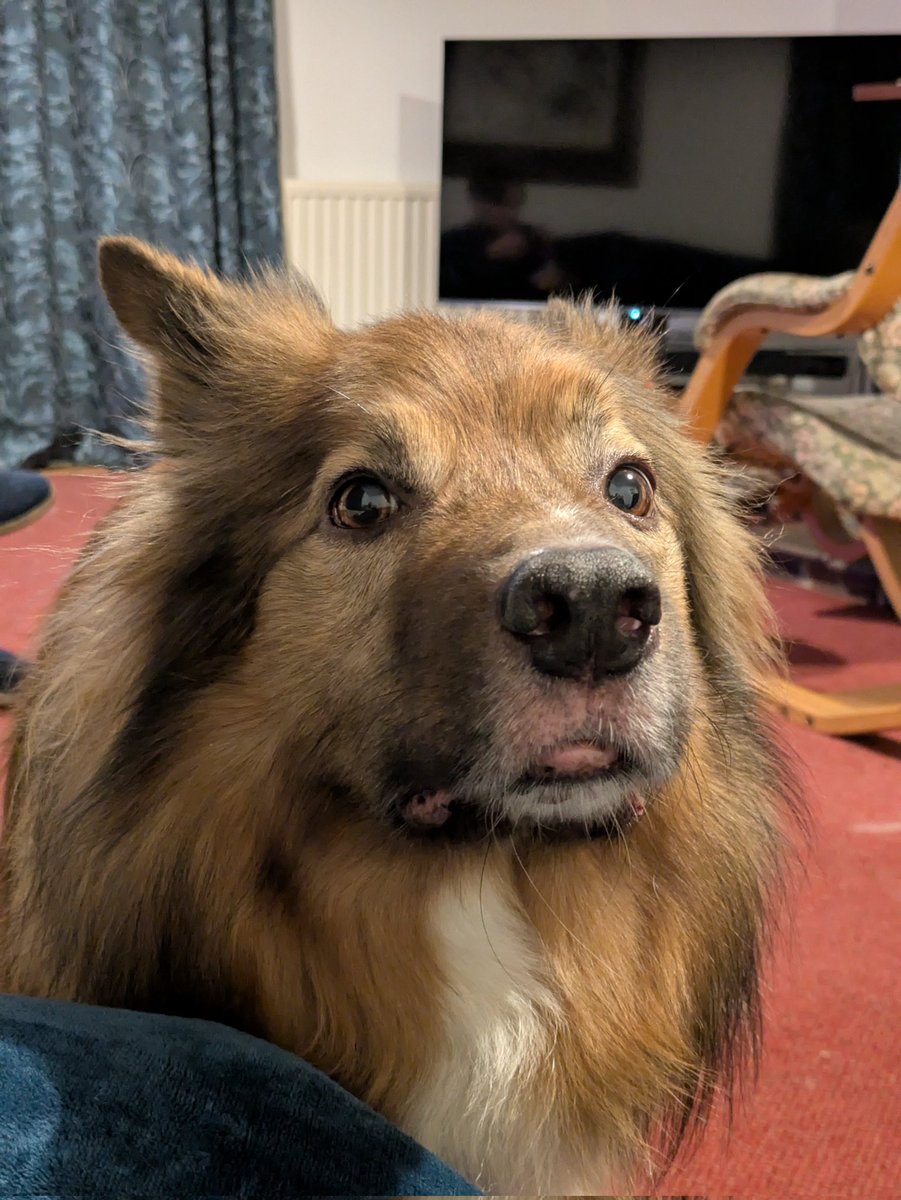 CamasTheCollie's tweet image. I am so weak with hunger I am losing my extremities. I had two ears once upon a time. I am whimpering piteously but Fiona keeps muttering about my diet. 🐾🐾🙄
#BorderCollie
#NoMoreDiets
#Hungry
#FeedMe
#MondayMood