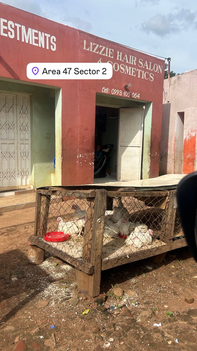 missrachelck's tweet photo. We are also located in area 25 dzenza market &amp; kanengo 
Our farms are located in area 25&amp; 47 
Contact us on 0995227404 https://t.co/r0V0Fa1bHT