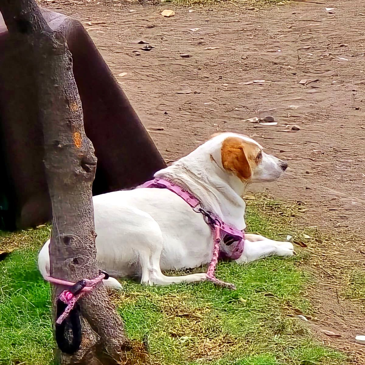 PlataformaALTO's tweet image. Ayuda urgente @Alcaldiakennedy.   Reportan caso de abandono de una perrita que tuvo crías y que fue amarrada por desalmados al lado de contenedores de basura en Kennedy, Bogotá, donde permanece en malas condiciones desde el sábado  🆘

La comunidad informa que se han comunicado a…